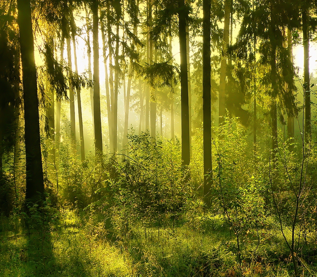 internet of plants wood wide web