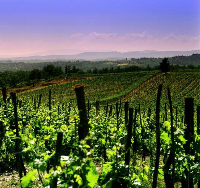 Le marchesine vigneto Informatica Lombarda